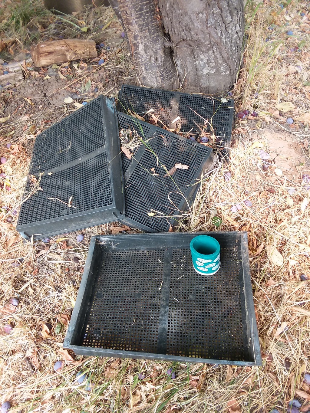 One U-Pick Tray of Fruit/Vegetables sold by the tray